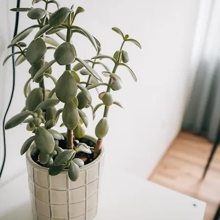Erudito Královský Vršek Apartmán Jihlava